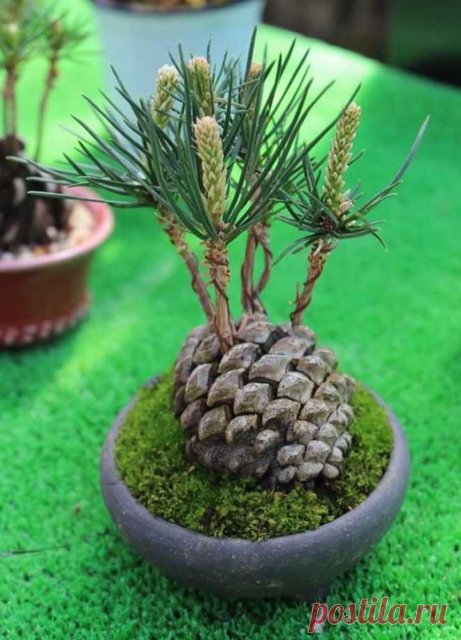 🌲НЕ РУБИ! ЛУЧШЕ ВЫРАСТИТЬ МИНИ ЁЛКУ ИЗ ШИШКИ К НОВОМУ ГОДУ🌲