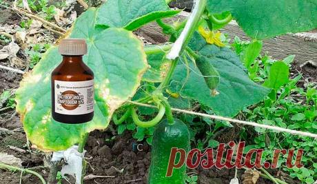 Как правильно подкармливать огурцы йодом в открытом грунте, меры предосторожности, достоинства йодной подкормки для огурцов.