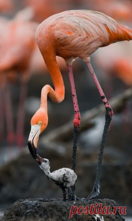 Популярное – Google+