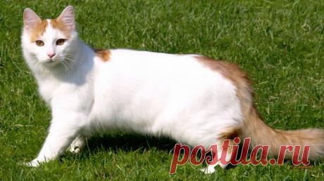 Турецкий ван - фото и описание породы кошек (характер, уход и кормление)