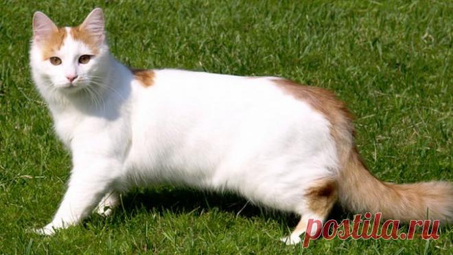 Турецкий ван - фото и описание породы кошек (характер, уход и кормление)