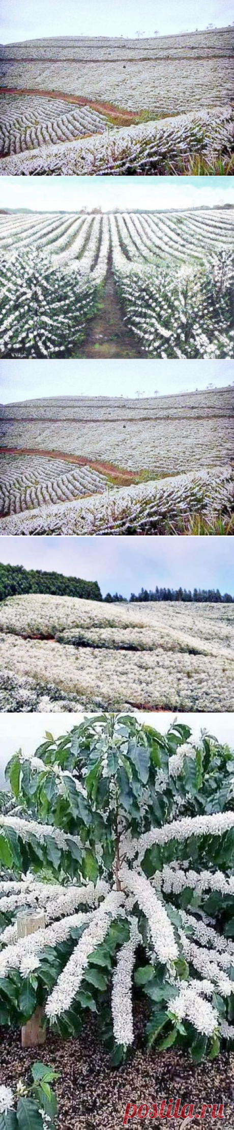 Florada do café na Serra da Mantiqueira , dois dias do ano que enchem de beleza e perfume as lavouras.
