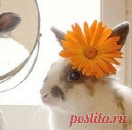 Дневник домового с 1 по 16 часть. (обхохоталась, ооочень длинный пост)