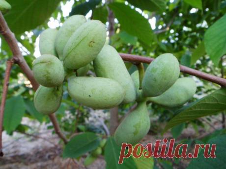 Саженцы Азимины трехлопастной / Asimina triloba, азимины трилоба ,банановое дерево — Купить в Зеленовке Саженцы Азимины трехлопастной / Asimina triloba, азимины трилоба ,банановое дерево, Стоимость 50 UAH, Фотография Саженцы Азимины трехлопастной / Asimina triloba, азимины трилоба ,банановое дерево, от Жигаленко Инна, ЧП. Саженцы азимины на All.biz Зеленовка Украина