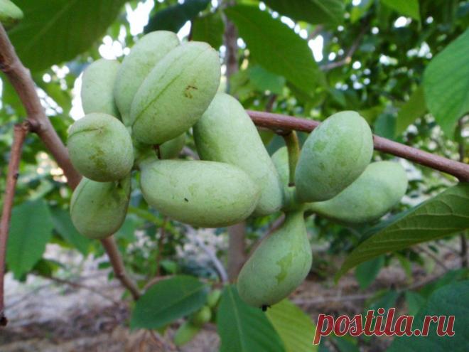 Саженцы Азимины трехлопастной / Asimina triloba, азимины трилоба ,банановое дерево — Купить в Зеленовке Саженцы Азимины трехлопастной / Asimina triloba, азимины трилоба ,банановое дерево, Стоимость 50 UAH, Фотография Саженцы Азимины трехлопастной / Asimina triloba, азимины трилоба ,банановое дерево, от Жигаленко Инна, ЧП. Саженцы азимины на All.biz Зеленовка Украина