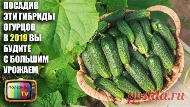 ПОСАДИВ ЭТИ ГИБРИДЫ ОГУРЦОВ В 2019 ВЫ БУДИТЕ С БОЛЬШИМ И ВКУСНЫМ УРОЖАЕМ
