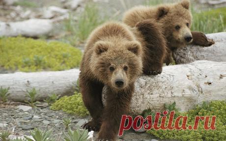 Новые фотографии медвежата.