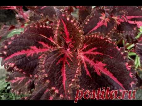 Колеус гибридный &quot;Фламинго&quot; (Coleus hybridus &quot;Flamingo&quot;)