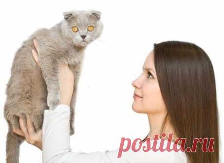 Зачем нам нужен ветеринар? | Скоттиш фолд вислоухое мяу