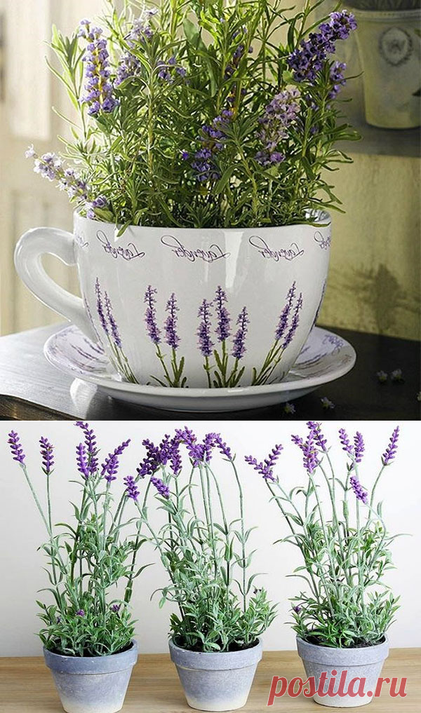 Лаванда в горшке - уход в домашних условиях, грунт, обрезка, видео