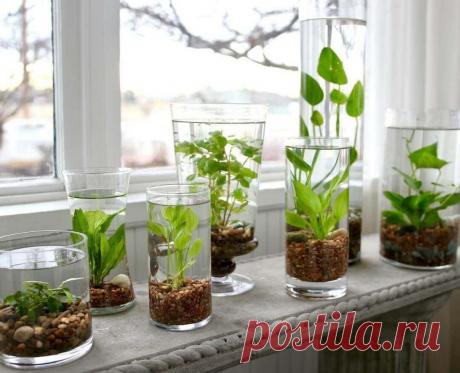 Миниатюрный аквариум как элемент декора ~ Planetalsad