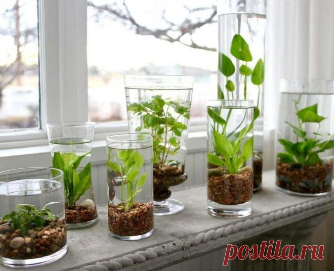 Миниатюрный аквариум как элемент декора ~ Planetalsad