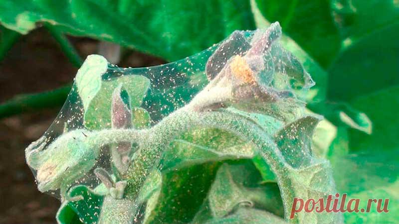 Вредитель комнатных растений Паутинный клещ. Внешние признаки поражения: изменение окраски, «мраморность» листьев с последующим обесцвечиванием и массовым опадением, образование белых крапин на обратной стороне листовых пластинок, увядание, высыхание и отмирание листьев, наличие паутины на них. Присутствие паутинных клещей, к сожалению, обнаруживают тогда, когда уже появляется характерная тонкая паутинка, оплетающая листочки и цветки, что означает сильное повреждение растения.