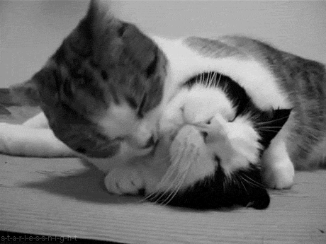 tumblr_m4cclr5jfQ1qgawlyo1_500.gif (500×375)