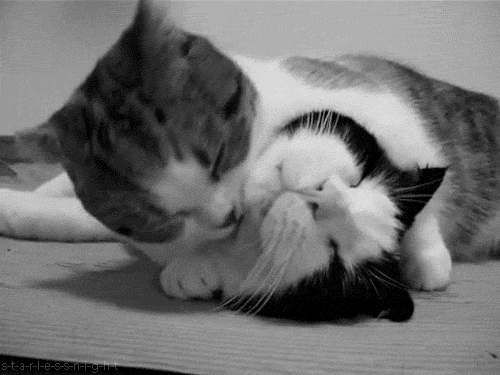 tumblr_m4cclr5jfQ1qgawlyo1_500.gif (500×375)