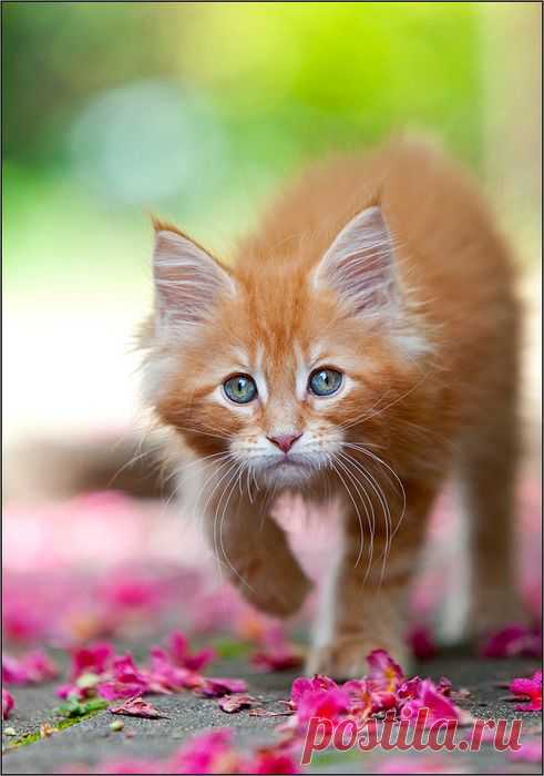 Cats and Stuff | magicalnaturetour: Photographer Sabine Ruth :)