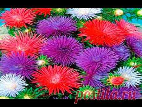 ▶ ▬► Flores hechas de papel. Parte 1. - YouTube