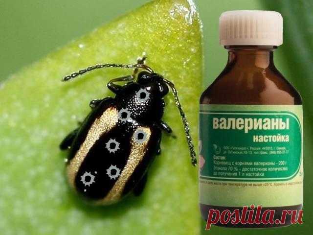 Валериана сметает с капусты блошку, как метлой! » Женский Мир