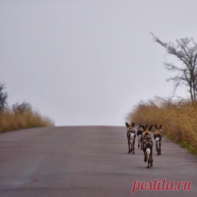Дикие животные Африки на снимках Стивена Довера