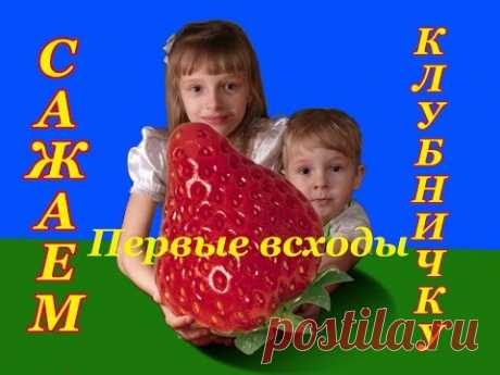 Соня и Костя сажают землянику (клубнику) - Первые всходы - YouTube