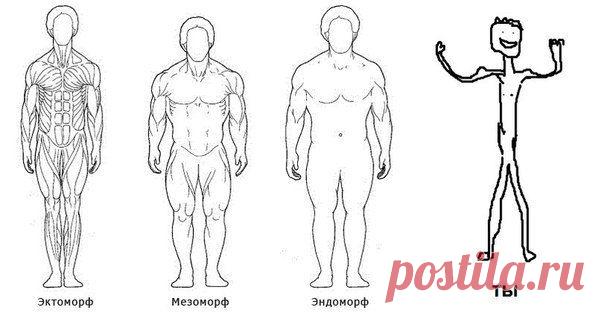 Типы телосложения / Спорт Сильных!