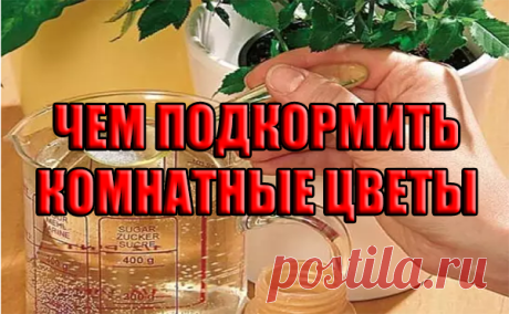 ЧЕМ ПОДКОРМИТЬ КОМНАТНЫЕ ЦВЕТЫ - Кулинария онлайн
