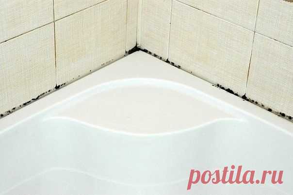 Как избавиться от плесени и грязных швов между плиткой | Naget.Ru