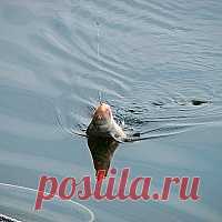 Как достать трофей из воды 



Рыбу нужно грамотно не только подсечь и вывести к берегу или борту лодки, но и достать из воды. Этот момент столь же важен, как и вываживание, и рыболов должен действовать уверенно, быстро и умело…