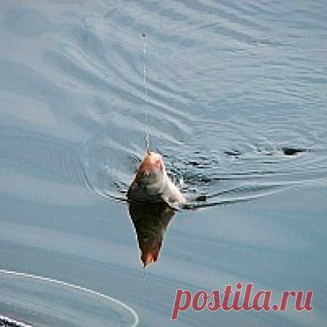 Как достать трофей из воды 



Рыбу нужно грамотно не только подсечь и вывести к берегу или борту лодки, но и достать из воды. Этот момент столь же важен, как и вываживание, и рыболов должен действовать уверенно, быстро и умело…