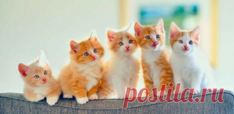Самые любвеобильные породы кошек: питомцы которые любят обниматься