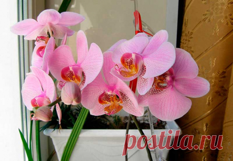 Комнатное растение Онцидиум (Oncidium). Название рода намекает на бугорки цветковой &quot;губы&quot; у орхидей этой группы (греч. onkos - &quot;бугорок&quot; и eidos - &quot;вид&quot;, &quot;подобие&quot;). Наиболее неприхотлив онцидиум извилистый (O.flexuosum). Его высота невелика - до 20 см. Цветение с апреля по октябрь. Цветонос длиной 60-80 см несет соцветие с извилистыми веточками и расположенными на них ярко-желтыми цветками 1,5-3 см в диаметре.