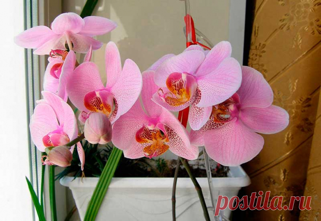 Комнатное растение Онцидиум (Oncidium). Название рода намекает на бугорки цветковой "губы" у орхидей этой группы (греч. onkos - "бугорок" и eidos - "вид", "подобие"). Наиболее неприхотлив онцидиум извилистый (O.flexuosum). Его высота невелика - до 20 см. Цветение с апреля по октябрь. Цветонос длиной 60-80 см несет соцветие с извилистыми веточками и расположенными на них ярко-желтыми цветками 1,5-3 см в диаметре.