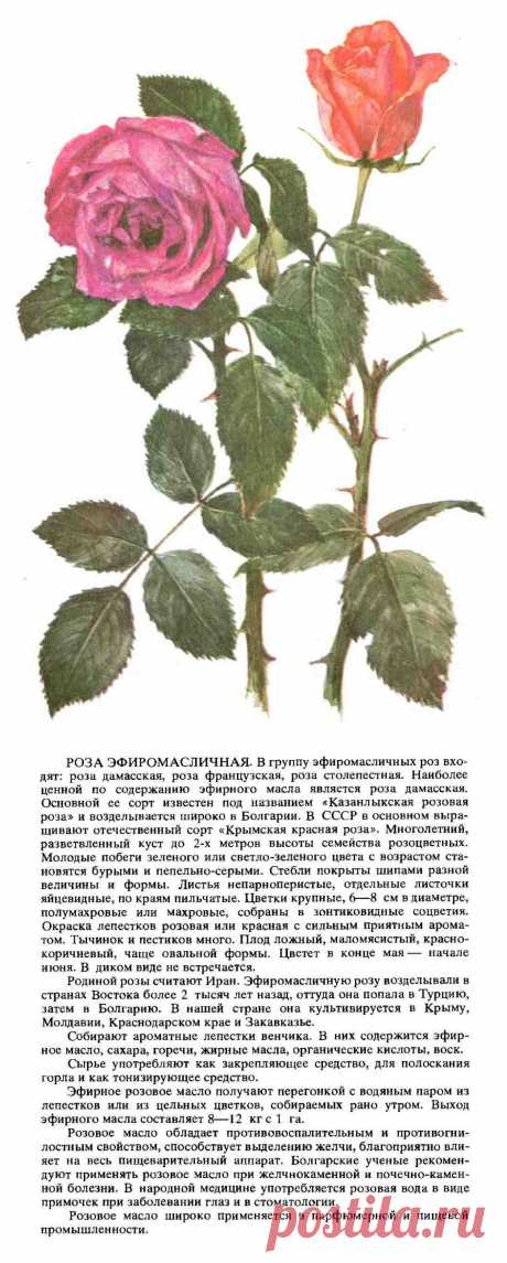 Роза эфиромасличная