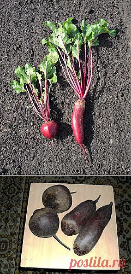 Полезные качества свеклы

Биологическая и питательная ценность свеклы столовой не уступает капусте и моркови, а по некоторым компонентам даже превышает. Еще до новой эры свеклу употребляли в пищу и использовали как лечебное средство. На Руси свекла появилась в IX веке, использовалась в пищу и для лечения малокровия, головных болей, запоров.