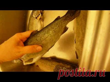 Как почистить рыбу (форель) от чешуи - маленькая хитрость