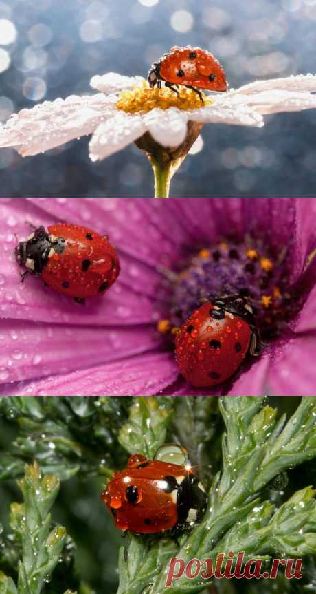 Божьи коровки в капельках росы!.