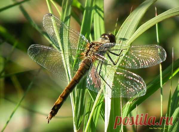 Dragonfly  Free Stock Photo HD - Public Domain Pictures