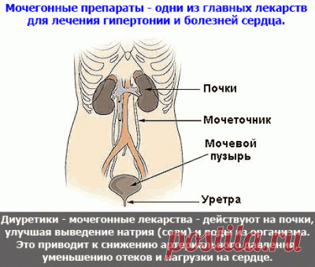 Мочегонные препараты (диуретики) при гипертонии. Мочегонные при отеках. Классификация диуретиков. Мочегонные при беременности. Мочегонные чаи. Народные мочегонные средства.