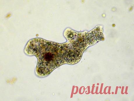 10 живых существ, которые могут пережить ядерную войну