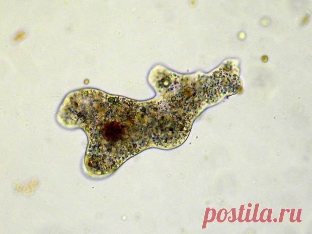 10 живых существ, которые могут пережить ядерную войну