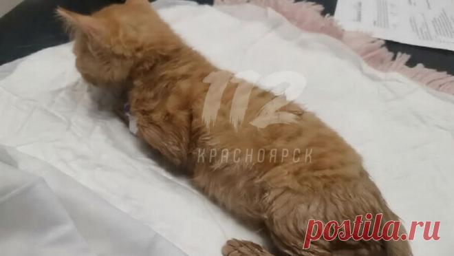 Котенка постирали с отжимом в стиральной машине и бросили в российской ветклинике. В Красноярске хозяева случайно постирали котенка с отжимом в стиральной машине и бросили его в ветклинике. Об этом сообщает Telegram-канал "112 Красноярск". Инцидент произошел в темное время суток - хозяева случайно постирали ...