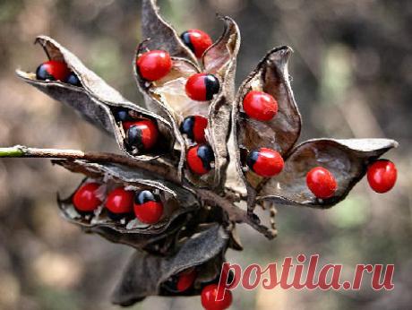 Одно из самых ядовитых растений в мире - Садоводка