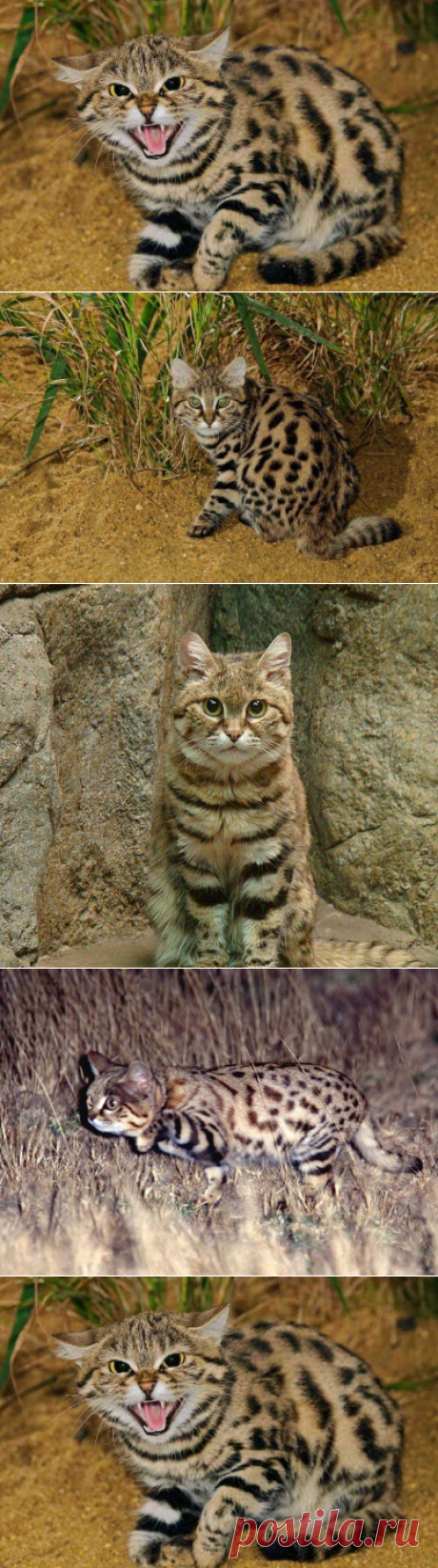 Черноногая кошка (Felis nigripes)
