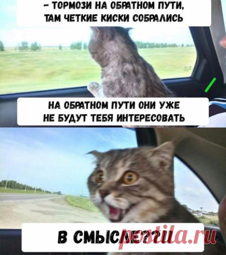 Тормозни на обратном пути - Фото скачать - Картинка - Фотоприколы