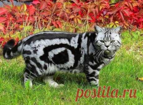 Шикарный и очень важный кот Барбадос!)))