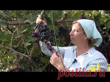 Усадьба: «Дачные радости с Мариной Рыкалиной»