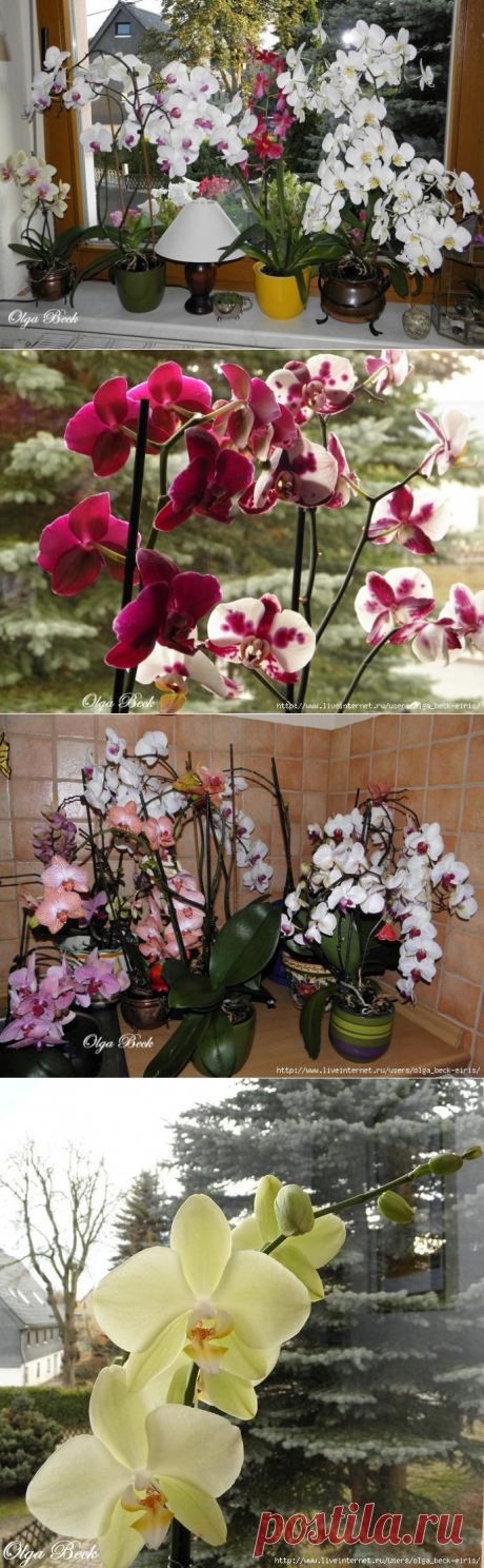 Орхидеи Phalaenopsis . Ошибки и опыт по уходу.
