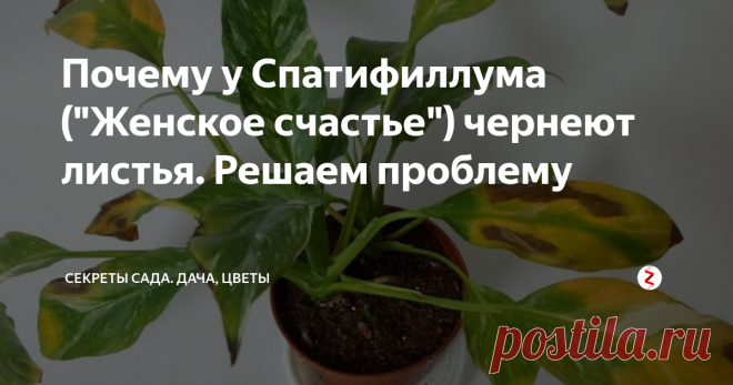 Почему у Спатифиллума (
