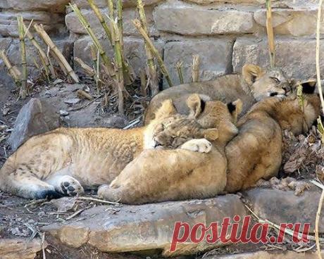 Очаровательные «подушки» / Питомцы