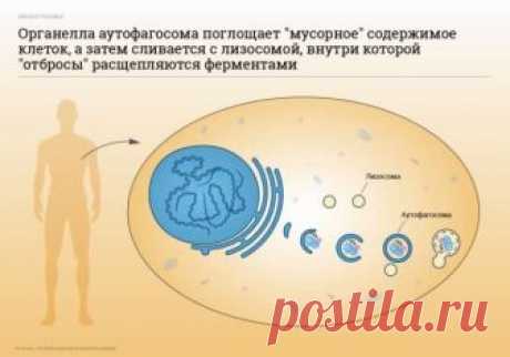 Секрет однодневного голодания, за который получили Нобелевскую премию! | Диеты со всего света